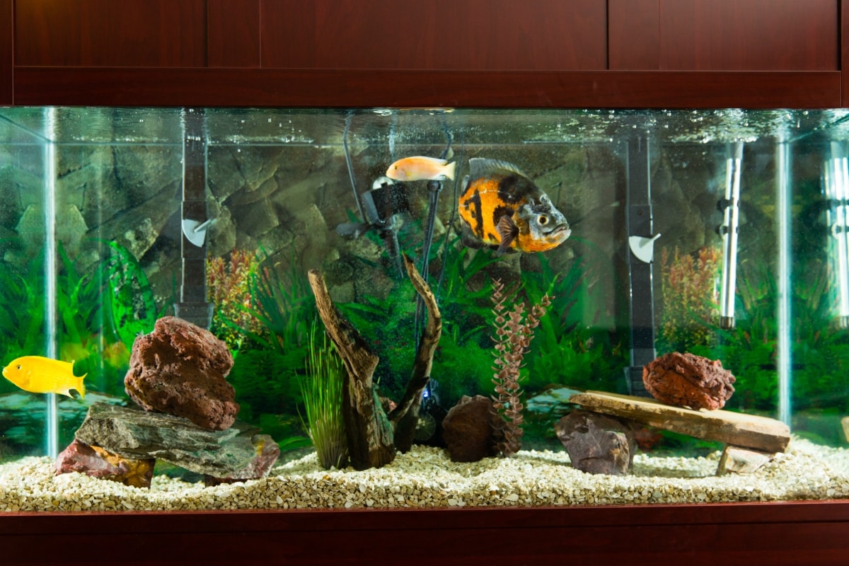 delafield family dental fish tank